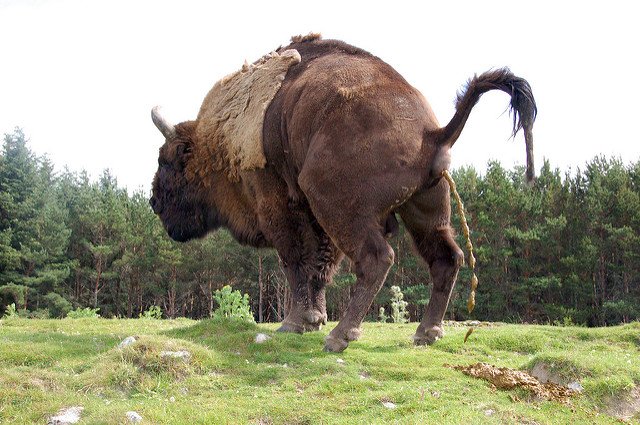 DiscoverMag's tweet photo. After measuring how long it took over 20 mammals to poop, these researchers found it's pretty much the same: https://t.co/RwGaplOvyV https://t.co/vkMjob1VHU