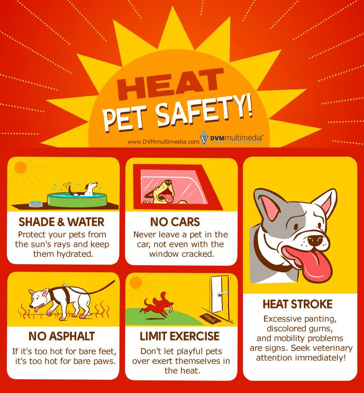 MichDeptofAg's tweet image. Don&apos;t forget about your pets in this heat! ☀️Keep them safe &amp;amp; cool with these tips! 
via @doc_multimedia