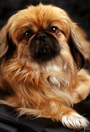 Help Dog Lose Weight – Making your Overweight Pekingese Healthier.
pekinews.com/help-dog-lose-…

#peke #pekingese #pekes #pekinez