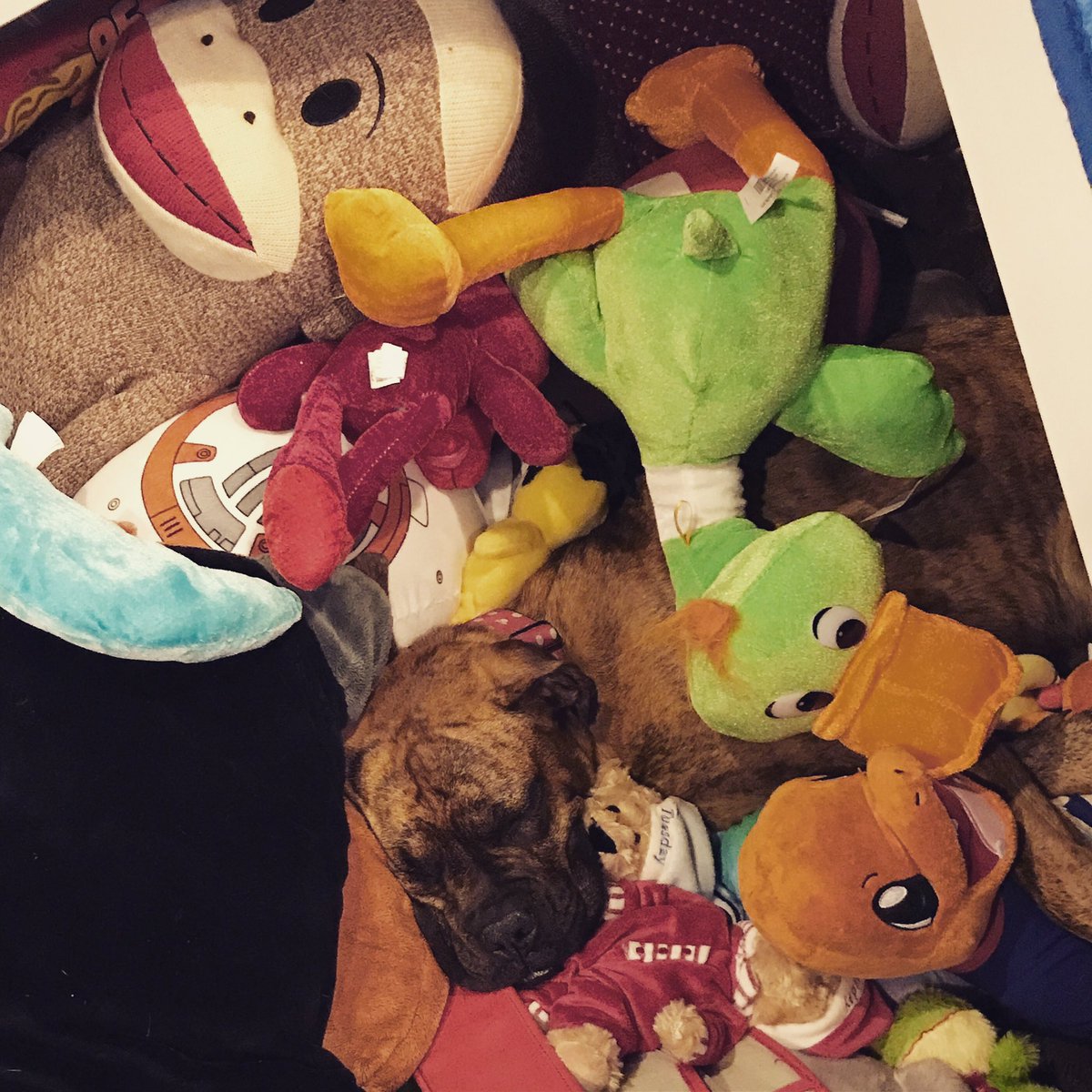 MarieK327's tweet photo. Where'd Minnie goo??? @dog_rates #boxermastiff #puppylife https://t.co/aYW05uZTFs
