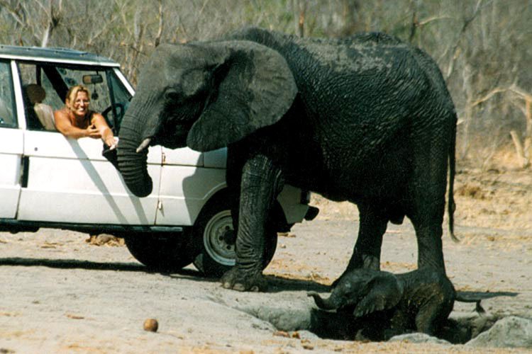 hazmqasm6's tweet photo. "In 8 years I have not seen the carcass of even a single elephant that has died of old age"  #OpFunKill 
https://t.co/h3RABQDKyg