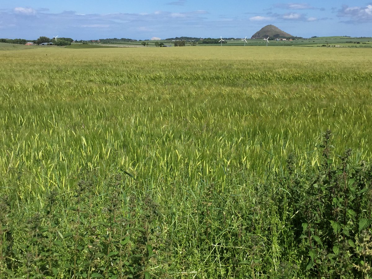 twofeetgood's tweet photo. Fields of wheat. Thankfully not a PM in sight. https://t.co/kRRh667SBo
