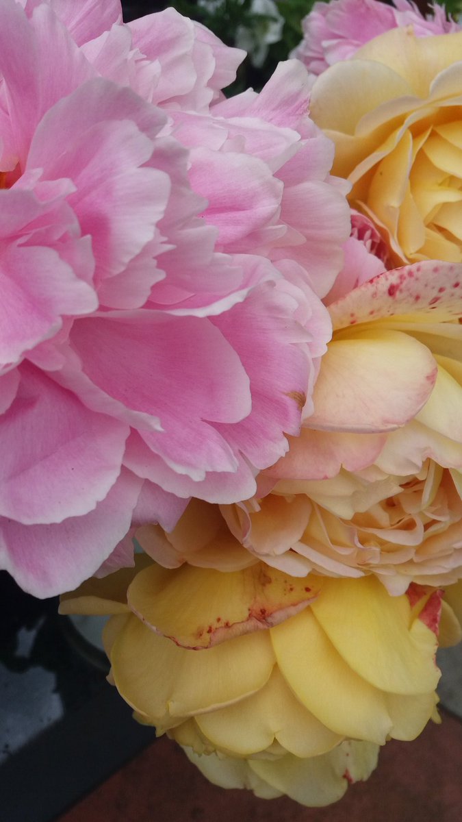 EdibleValley1's tweet photo. @RiversideMersey @BelleValeLabour #WidmoreCommunityAllotments #Peonies&Roses https://t.co/VbU2eEqrf4