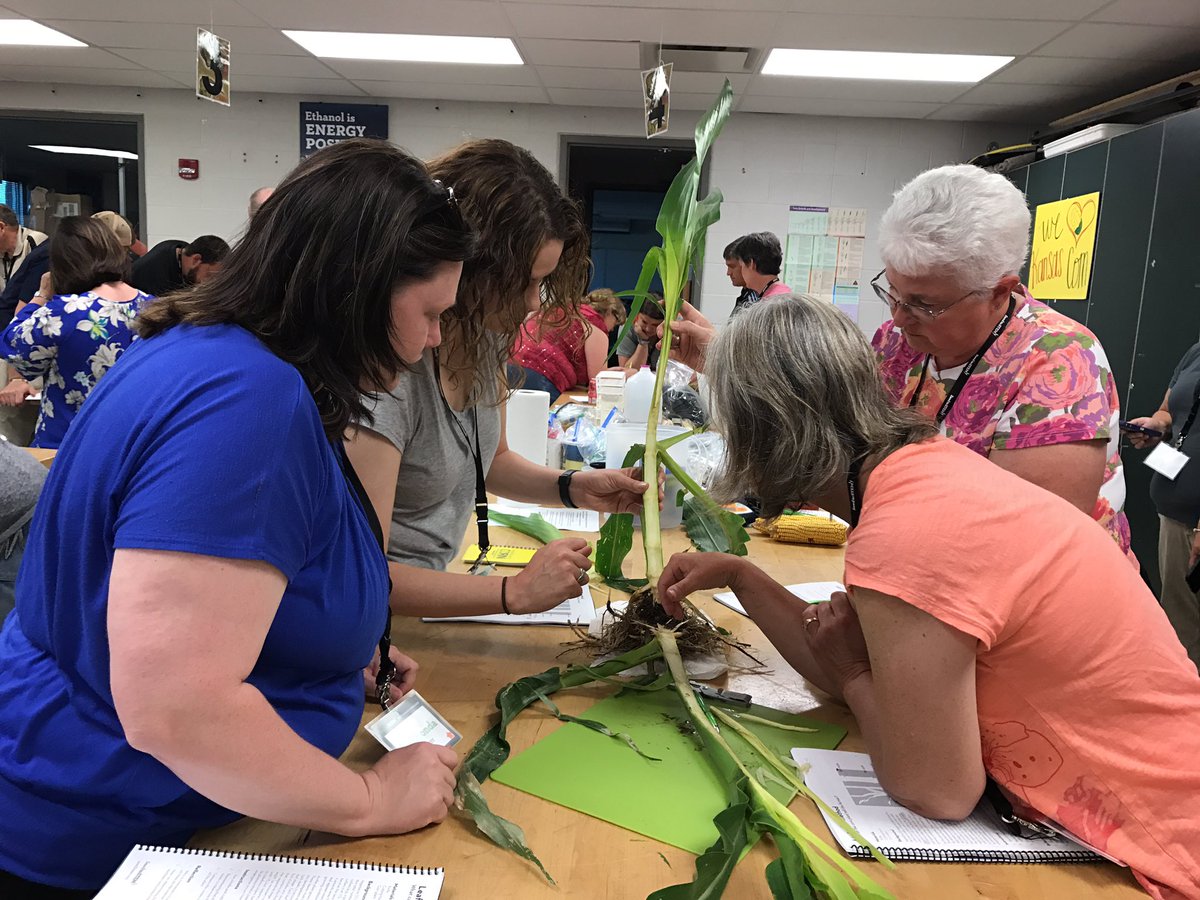 jedhunt3's tweet photo. Figuring out v stage of growing corn. @seed2stem @OH_EPP #seed2stem2017. A good example of plant physiology. https://t.co/VDr3xzpvti