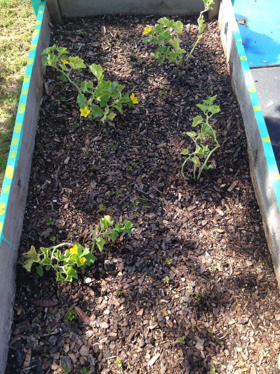 Anthy Baracos (@anthy7478) on Twitter photo Outdoor Garden is looking great! <a href="/sonoman123/">Richard DiBartolo</a> @DSES_AP @IvyGoggins @DSES_CST #farm2table Outdoor Garden is looking great! <a href="/sonoman123/">Richard DiBartolo</a> @DSES_AP @IvyGoggins @DSES_CST #farm2table