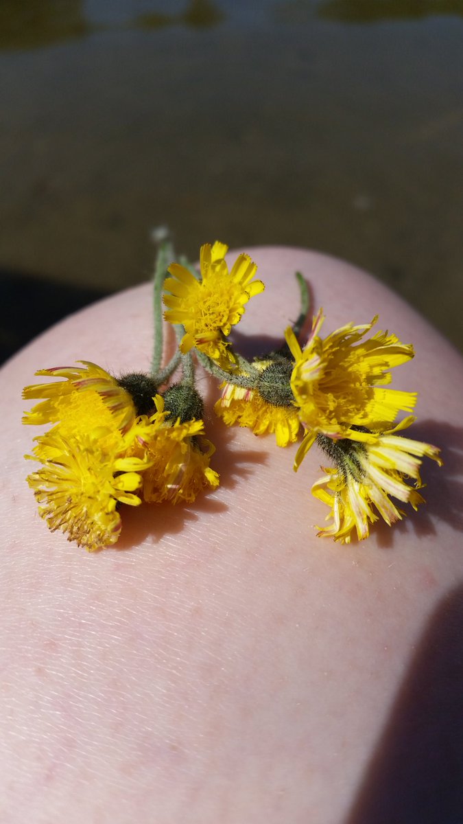 kyrstinmichaela's tweet photo. My two-year-old picked me flowers 💛💛💛 #momlife #love #flowers https://t.co/gHs69Zyoav