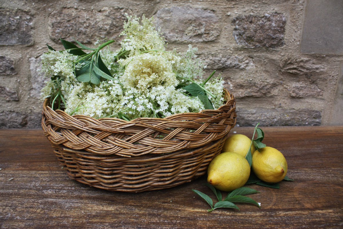 BeeIllustrated's tweet photo. Nothing like a bit of elderflower picking to make it feel like summer. Now give us some actual sunshine please #england #forager #illustrate https://t.co/lU1PPvqAAi