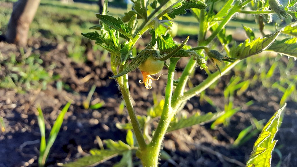 First tomato of the season! <a href="/TomatoSociety/">World Tomato Society</a> #garden