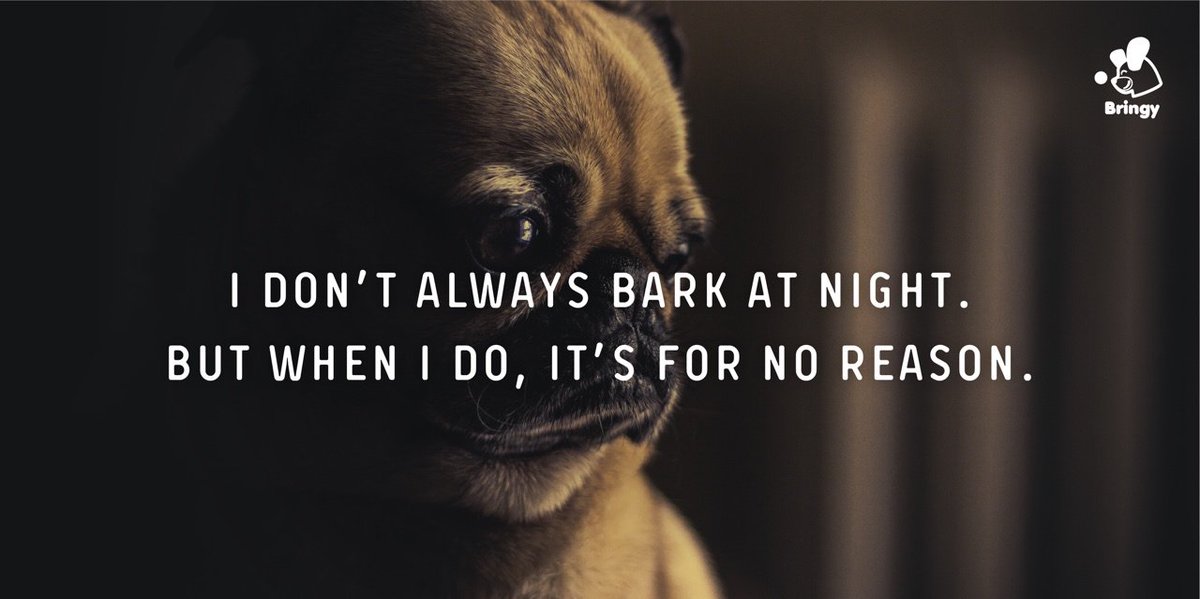 mybringy's tweet photo. #RT if you know it! 😁
Or maybe you know the reason…? 🤔
#Bringy #dog #quote https://t.co/FGyifIWMjY