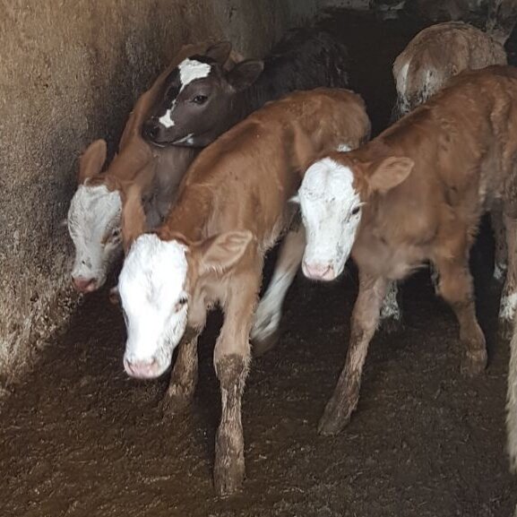 HassoLtd's tweet photo. 5'i, bir yerde 💪😎🐄🐮
#HassoCiftligi #buyukbas #simental #buzagi #dana #tarimvehayvancilik #et #sut #protein #Steak #SteakHouse #yaylim https://t.co/98Dg4jXwUB
