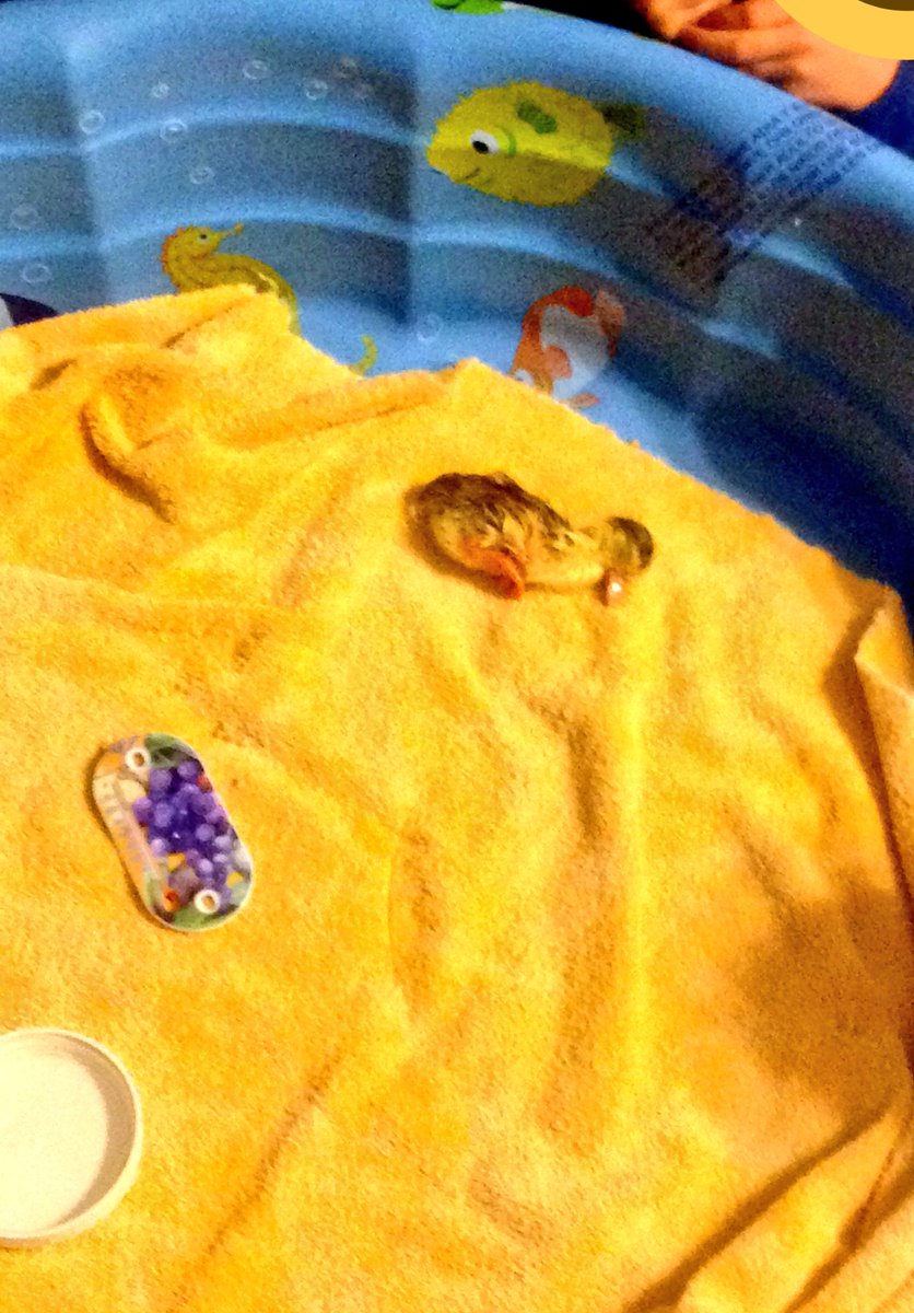 Next step on our sustainable homestead: Muscovy Ducks! Hatch rate wasn't great, about 30%. Any suggestions on improving hatch rate?