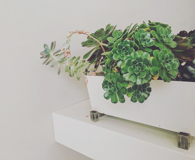 On the blog, first forays into #plantparenthood themelangerie.com/everything/201… #indoorgarden #plant101