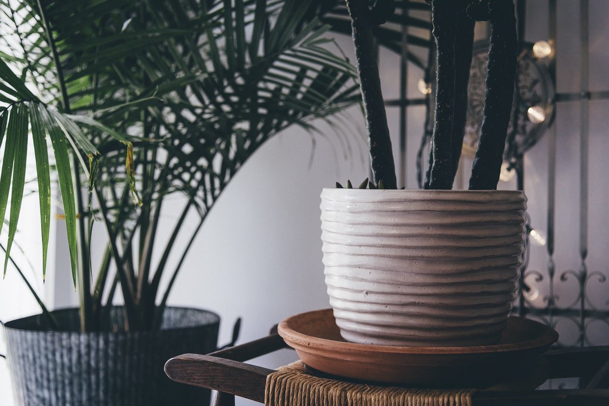 lakeviewUSRG's tweet photo. Fill your living room with plants! Can you already smell the fresh air? https://t.co/kuInK156eb https://t.co/fJApynL94r