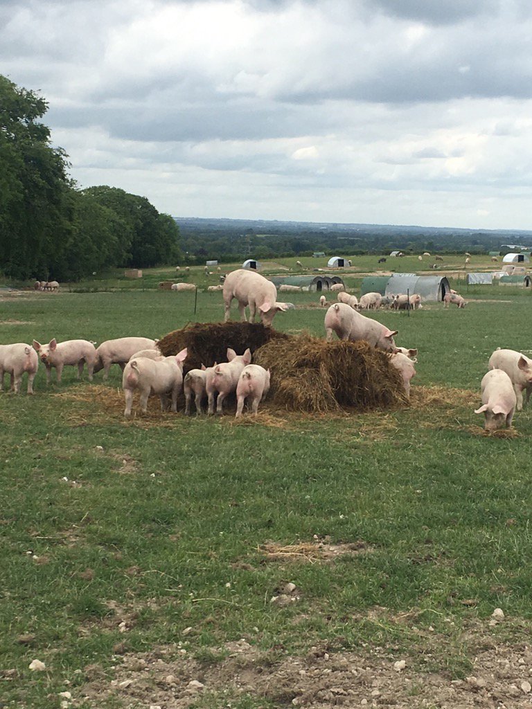 DroversHillFarm's tweet photo. I can see for miles up here. https://t.co/uDQpktyYTW