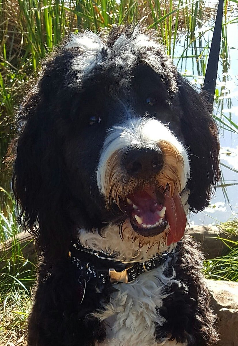 Fun at the lake! #bernedoodle #dogsoftwitter #puppylove