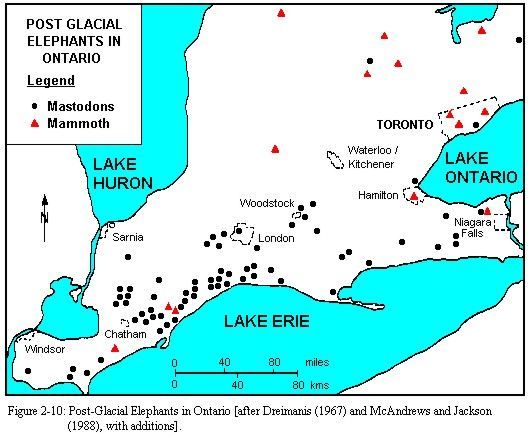 TRCAarchaeology's tweet photo. #DYK 10,000 years ago people were hunting mammoth and mastodon in south western Ontario? #archaeology #fact #BAFS2017 https://t.co/eK0nDjRpGx