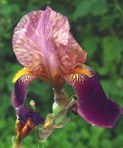 DiminskyVictor's tweet image. IRIS_TIME . . .  KIEV_06_17