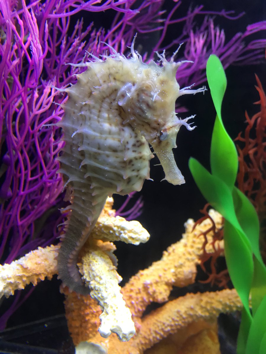 CMAquarium's tweet photo. Watch live footage of our team releasing #Funyun, our second rescued seahorse back home to the ocean @ https://t.co/k5Y1m9AX0w #CMAinspires https://t.co/oyUQVmxFCb