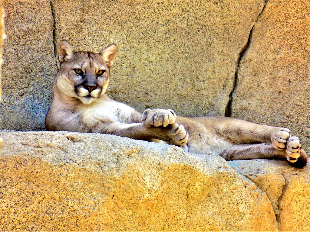 MR__1213's tweet photo. #bakersfield #california #beautiful #love #worldwide #kerncounty #photography #photograper #nature #nice #calmzoo #bobcat https://t.co/h3j8hMTorn