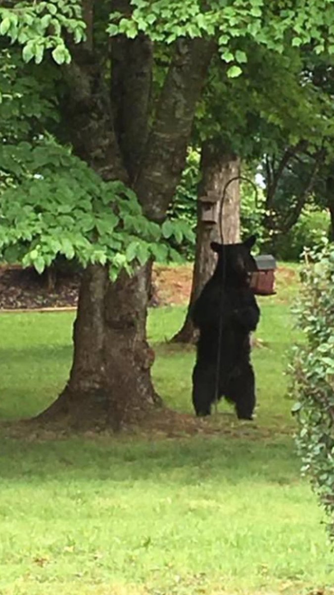 FahertyWSOC9's tweet photo. Just got this photo of a nearly 200-pound black bear spotted near downtown Morganton. https://t.co/vOMrK0hhyG