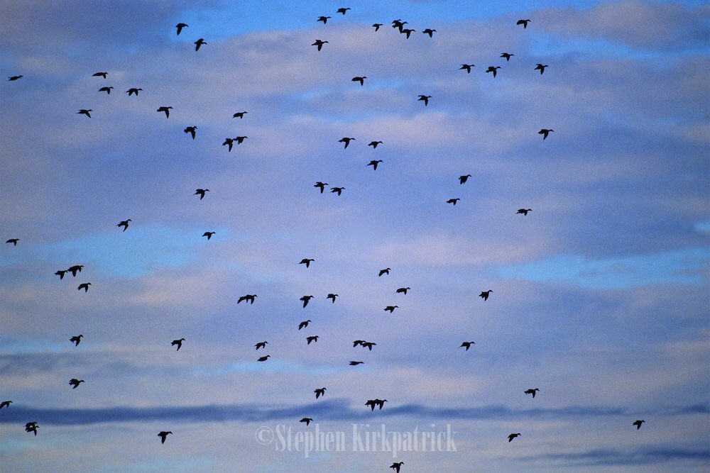 BSHC_ARK's tweet photo. It's been long enough... I'm ready to hunt ducks! https://t.co/JXoU8hYGm9