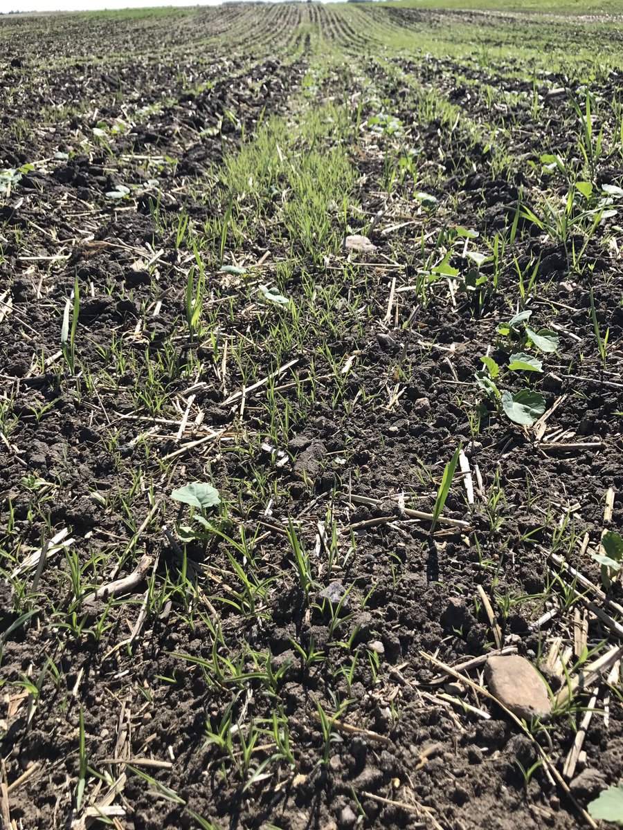 CropProCory's tweet photo. #barnyardgrass has become our most prolific grassy weed in the past decade with the wet conditions https://t.co/rtE9uMPBg1