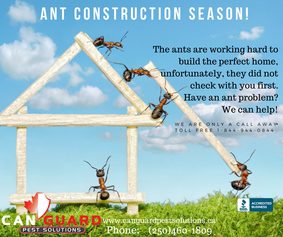 CanGuardPest's tweet photo. Ant Problems? #PestControl #Commercial #Residential  #CanGuardPest #BC #Penticton #Peachland #West Kelowna  https://t.co/leyJ0bYUPR https://t.co/ZmvFGkwWpf