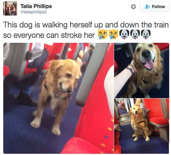 bretvents's tweet photo. This is too cute <3

#dog #dogwalking #goldenretriver #cute https://t.co/JTqy9vN5n0