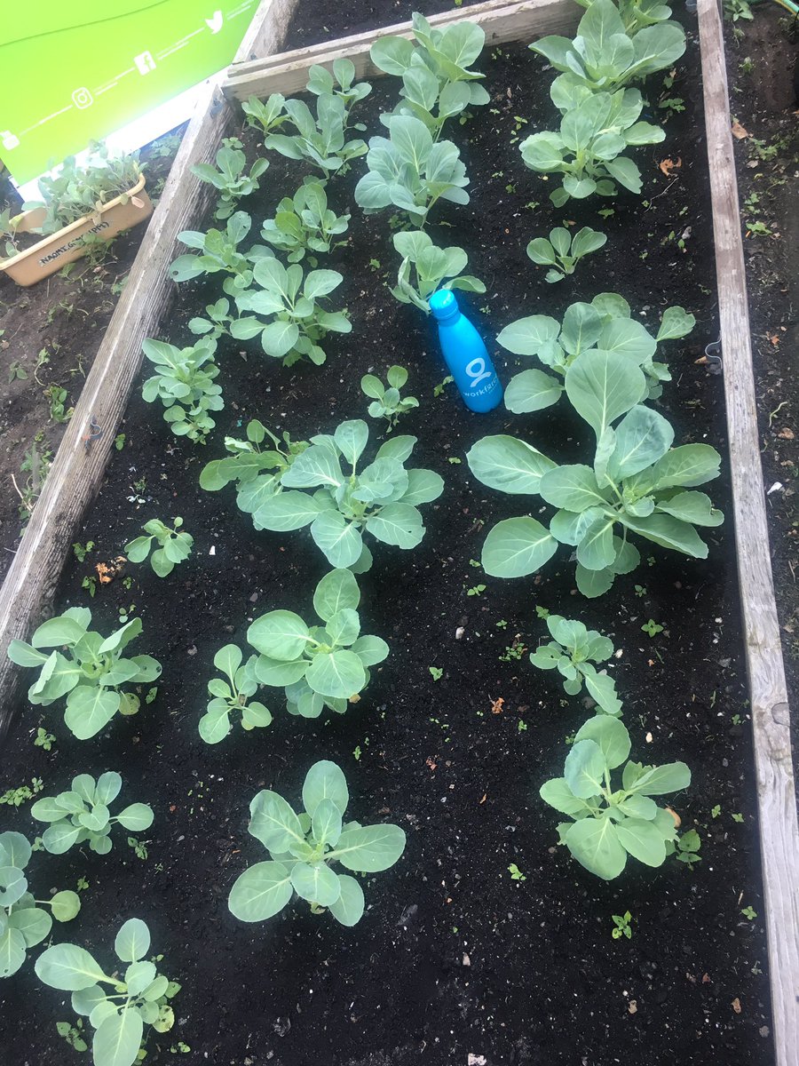 WorkForceSW's tweet photo. A garden of fresh food maintained by high school students ๐ฅ๐ฅ๐ฅ#MakingHealthEasy #WorkForceAroundTheWorld https://t.co/32obegQIKN