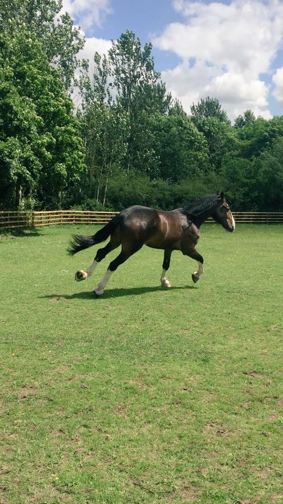 TVP_horses's tweet photo. Very excited to announce that we have a new kid on the block. Meet our new Shire, Atlas. He's passed the trial with flying colours. 
PS3481 https://t.co/F5t96JEXH1