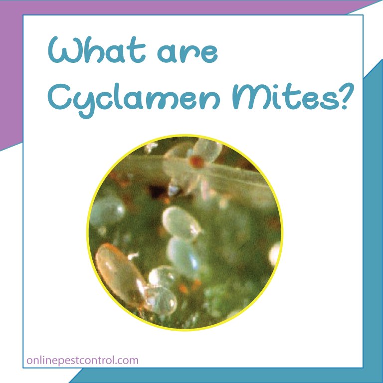 OnPestControl's tweet image. What are Cyclamen Mites and how to identify them? goo.gl/ePPXq5 #Mites # #CyclamenMites #Pest #PestControl