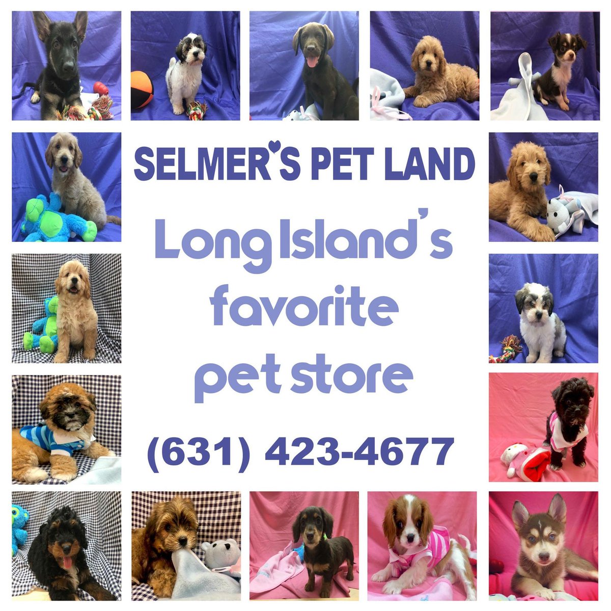 selmers petland puppies