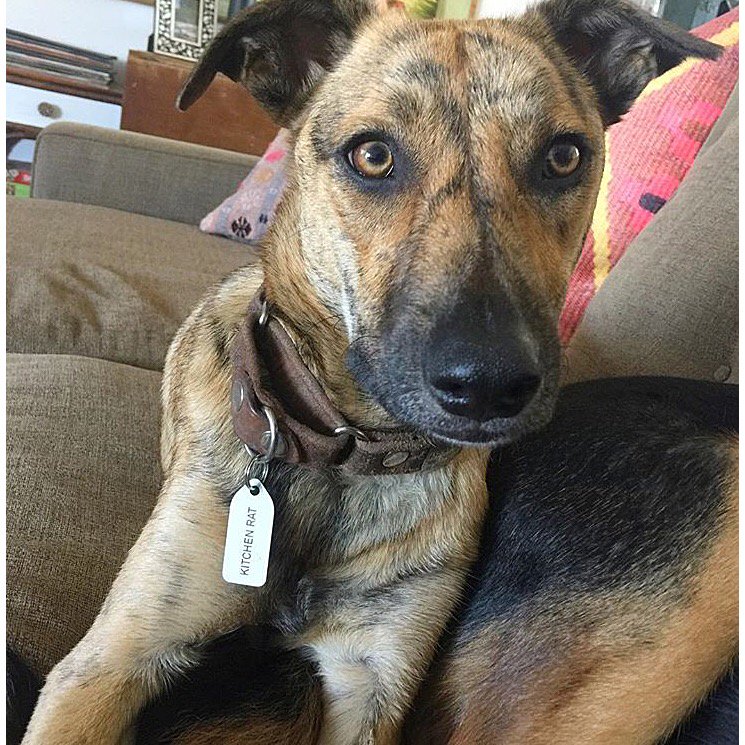 GrowleesDogTags's tweet photo. Rocco's been outed as a #kitchenrat by his mum & #customGrowlees. What would yours say? #dogsoftwitter #dogs https://t.co/uHl7CRg2JF