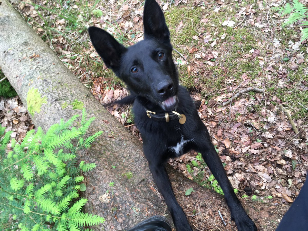 Forest_K9's tweet photo. Week 9 and I'm sat up a tree again waiting to be found! #initialcourse #opensearches #newforest #TPDTess https://t.co/LypIVzmwcq