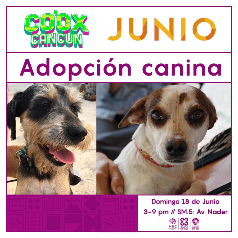 Ven a #CooxCancun a conocer al nuevo integrante de tu familia. Adopta y no compres.🐶❤ 
Los esperamos el domingo de 3-9pm en SM.5: Av. Nader.