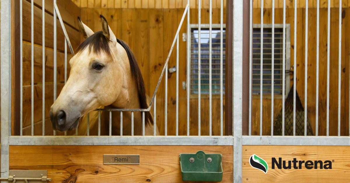 Are you interested in adding a Diet Balancer to your horse's diet? Read more here: pbxx.it/GteHro