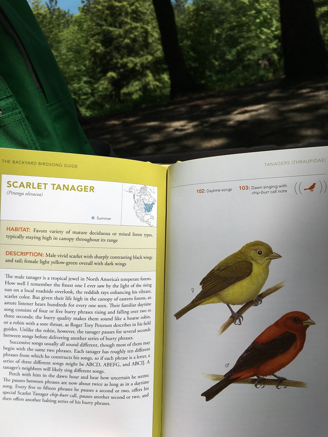 Rochester Hills Lib On Twitter I Heard The Scarlet Tanager
