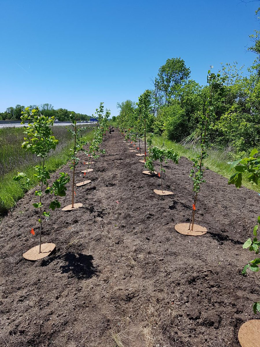 This is what a Highway of Heroes <a href="/HOHTribute/">Highway of Heroes Tree Tribute</a> planting looks like using the <a href="/vinelandrsrch/">Vineland Research and Innovation Centre</a> protocols for planting on difficult sites.