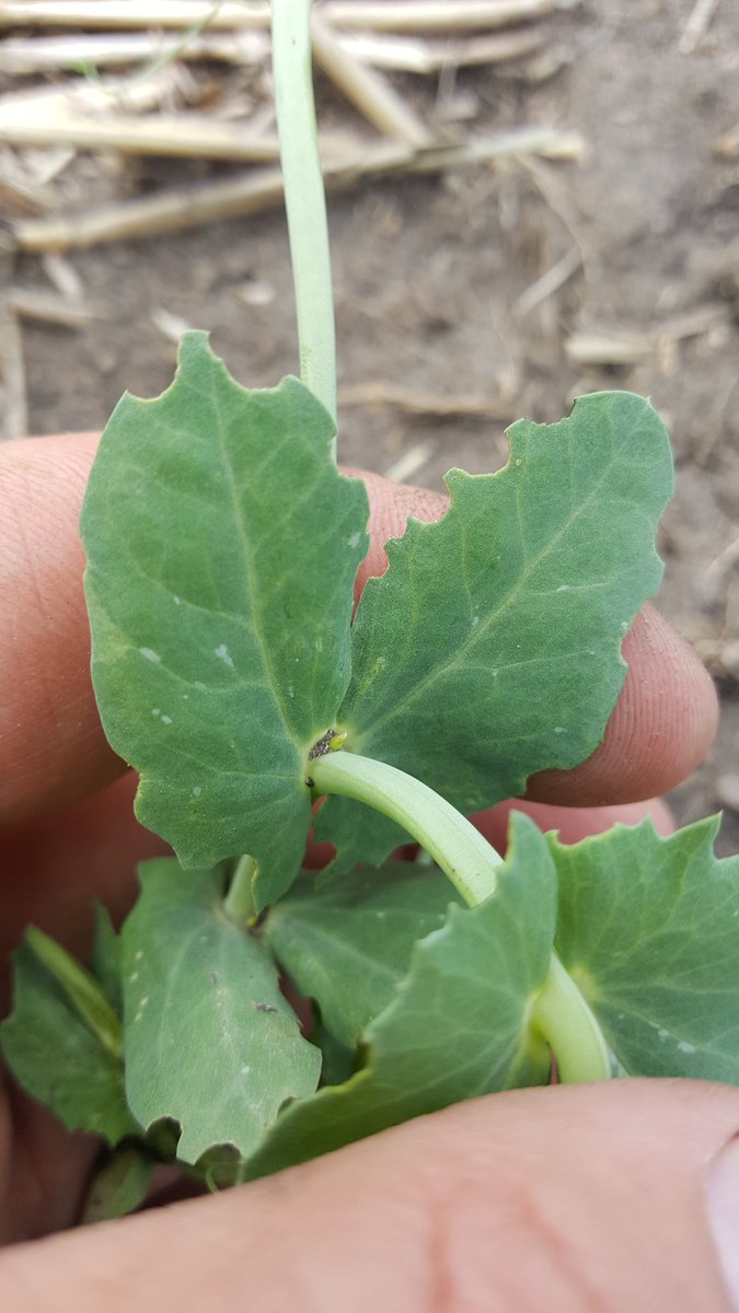 cropchaser01's tweet photo. @ABbugcounter https://t.co/AzlRuHrhPf