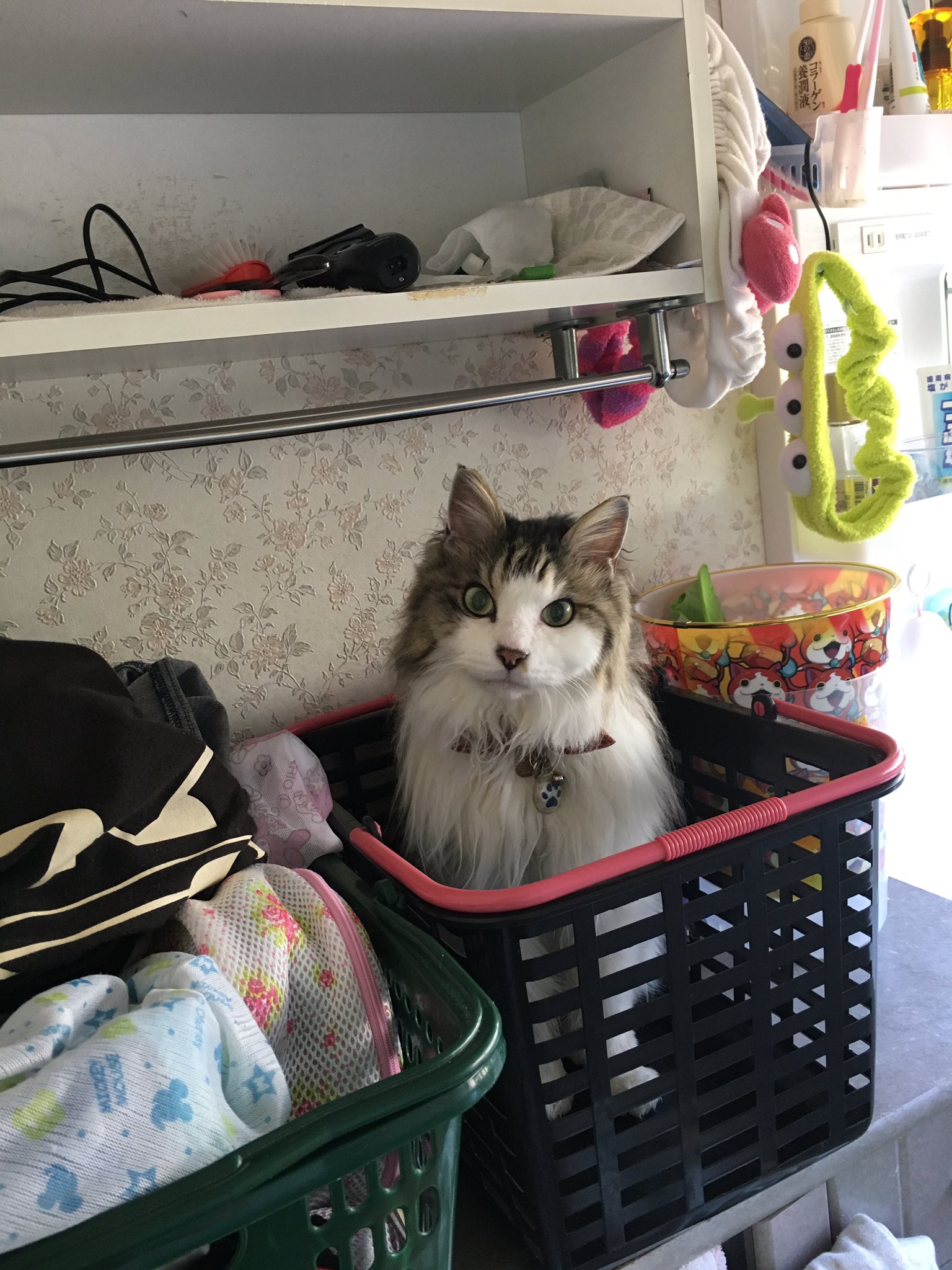 舞 4歳娘と猫 Su Twitter アッシュ可愛いよ アッシュ D 可愛いしイケメン 猫寿命平均超えたおじいちゃん カゴから出る時 足が引っかかってプルプルしてて思わず大笑いしたwwww 実家に居るから 家に帰るとアッシュ居ないのが未だに寂しい W 舞 4歳娘と猫 Su Twitter アッシュ可愛いよ アッシュ D 可愛いしイケメン 猫寿命平均超えたおじいちゃん カゴから出る時 足が引っかかってプルプルしてて思わず大笑いしたwwww 実家に居るから 家に帰るとアッシュ居ないのが未だに寂しい W