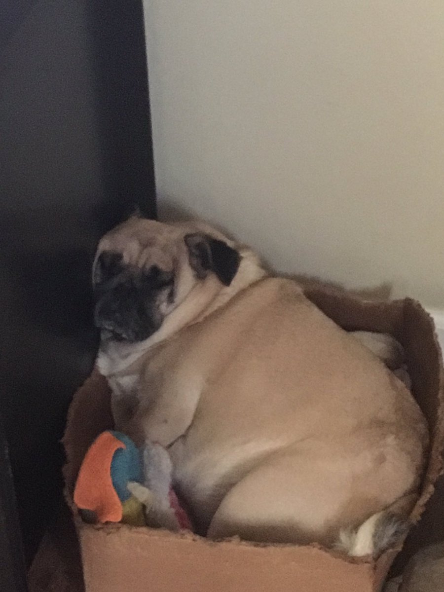 is_a_belle_'s tweet photo. Current 2017 mood: my dog sleeping a box with her face smushed https://t.co/XEgLU6NoYe