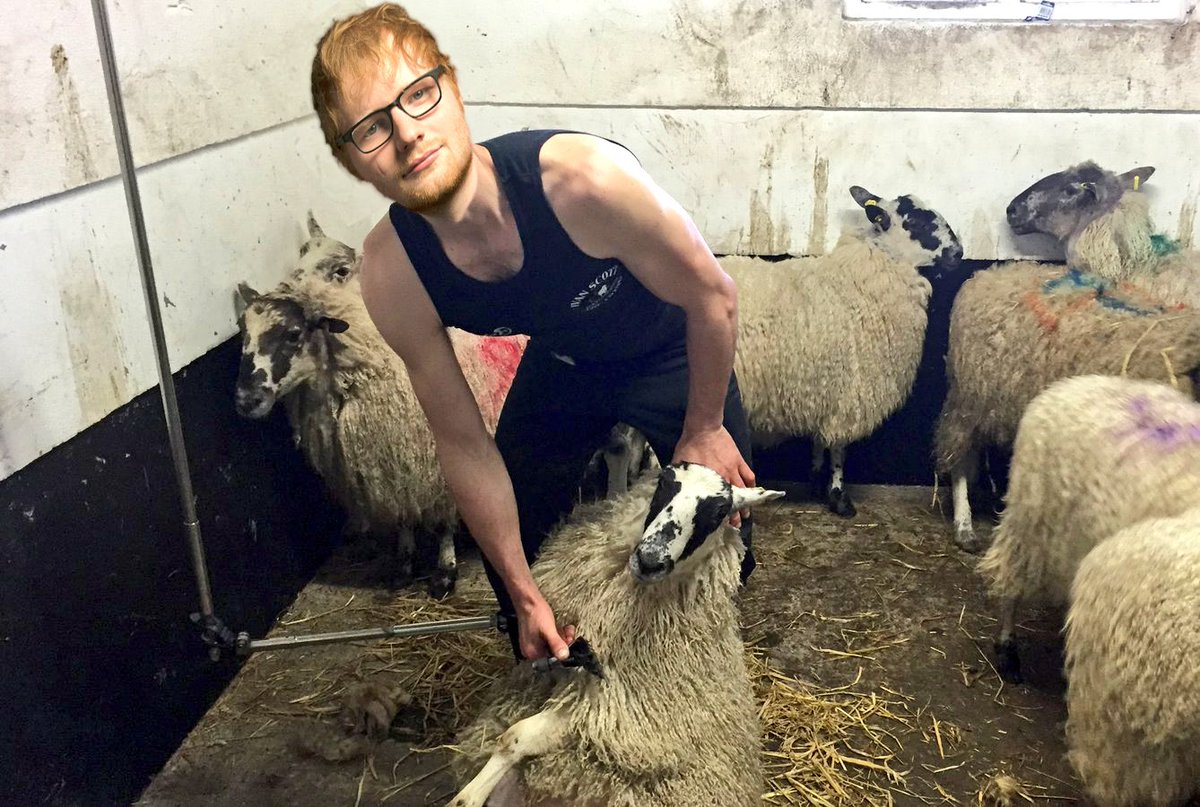 CraicDivilment's tweet photo. The farmers are fierce busy around the county lads, had to call in a professional..
#EdSheeran #EdShearing #GalwayGirl https://t.co/e1Kh5QlruI