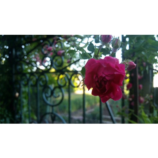 emltrash's tweet photo. » A flower doesn't think about competing with the flower next to it, it just blooms. « https://t.co/ioNdfh1npl