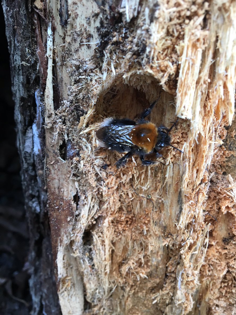 BPSinBloom's tweet photo. The wildlife has started moving into our 'Insect Land' logs already! 🐝 
#Springwatch #ourbloom
@britishbee @BoothferryPS https://t.co/EJu9vIowPf