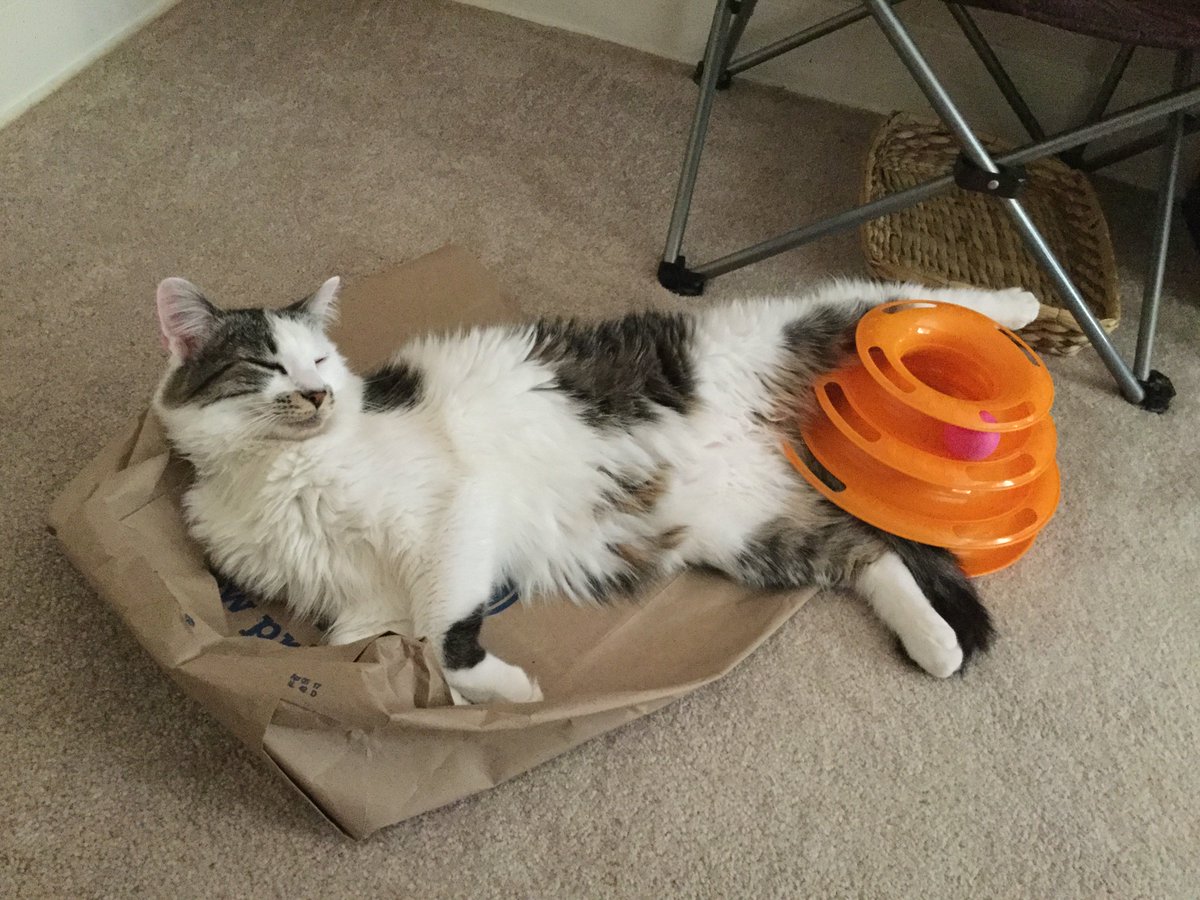 eddiez666's tweet photo. Bandit #toohot #CatsOfTwitter https://t.co/IIwfr6lmM0