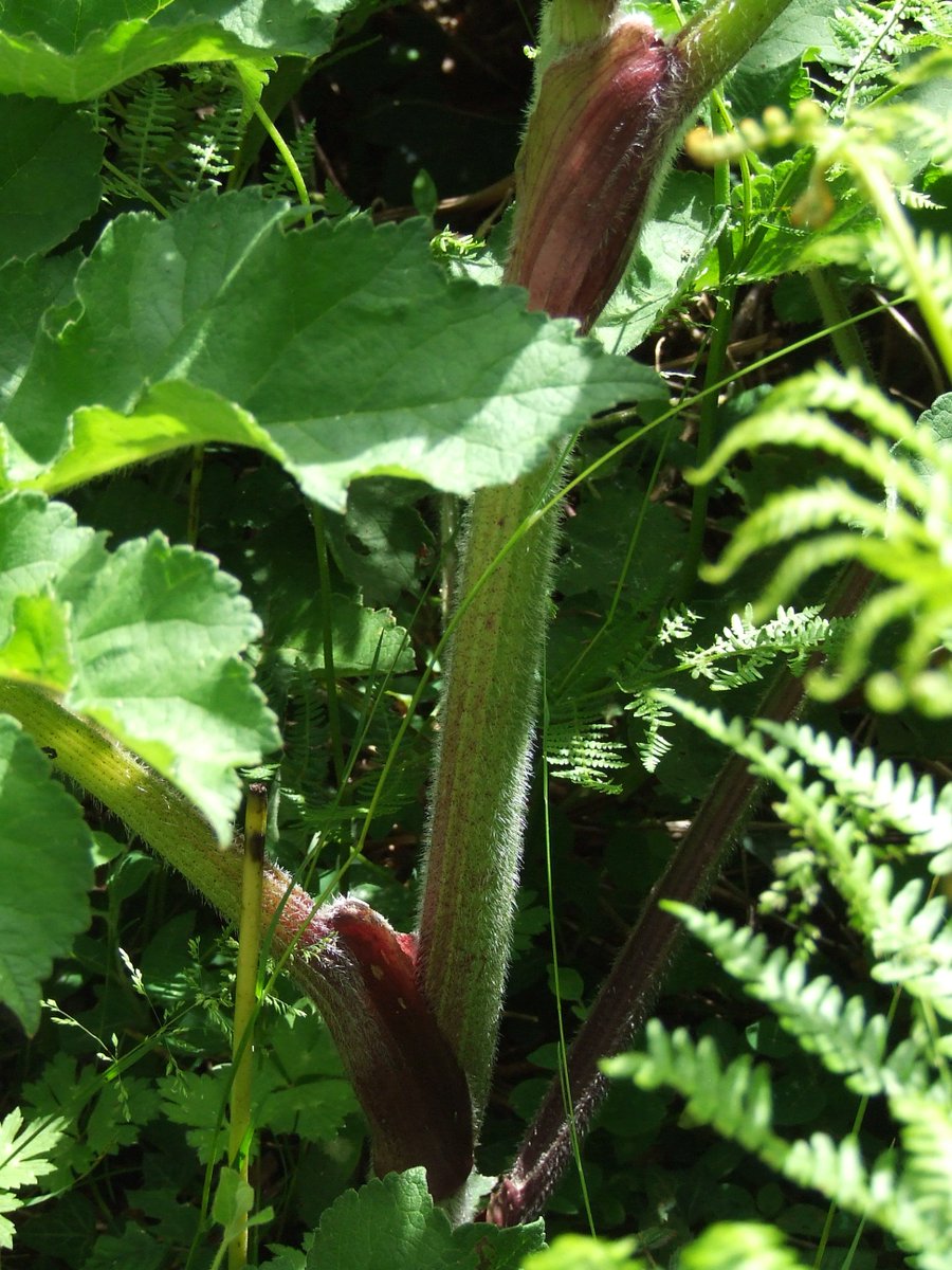 WSelfePhoto's tweet photo. Anyone know what this is? Top left is the plant leaf, you can see the stalk taken in #QEpark #petersfield #BSBibotany https://t.co/OcUIPJNSMm