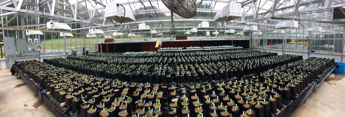AndriesTemme's tweet photo. Another 2k plants 😅 Finding traits, genes and trade-offs in sunflower 🌻 salt tolerance #donovanlab @jmbrkphd @klkerr86 https://t.co/cpUFSYoima