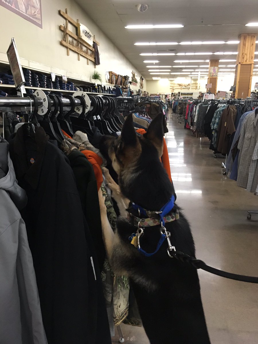 ilovemygsd's tweet photo. Willa doing a little browsing at #CalRanch yesterday. #GSD https://t.co/3nztTGFuo9