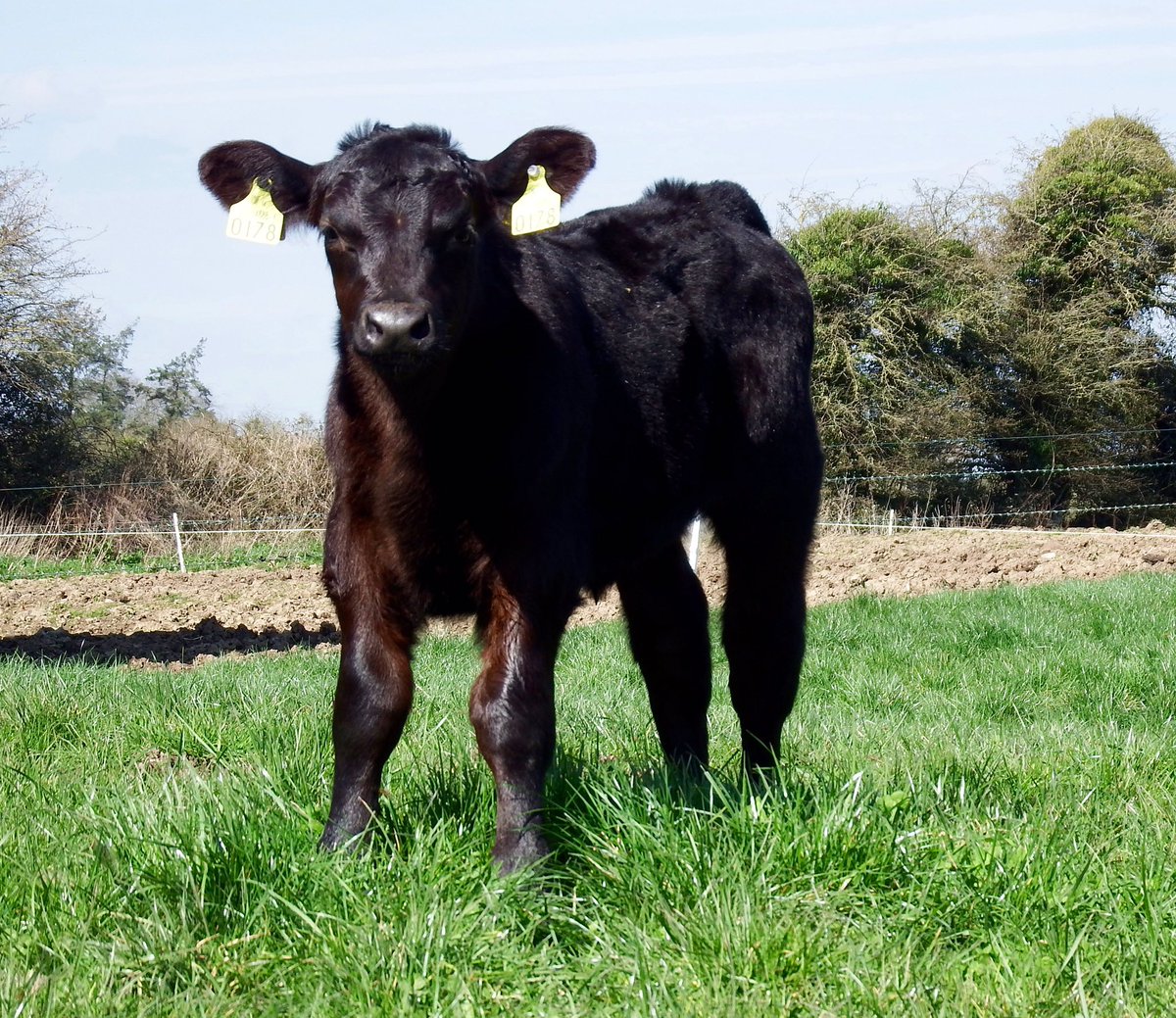 Kilsunny Herd On Twitter Our Little Baby Aberdeen Angus Bull