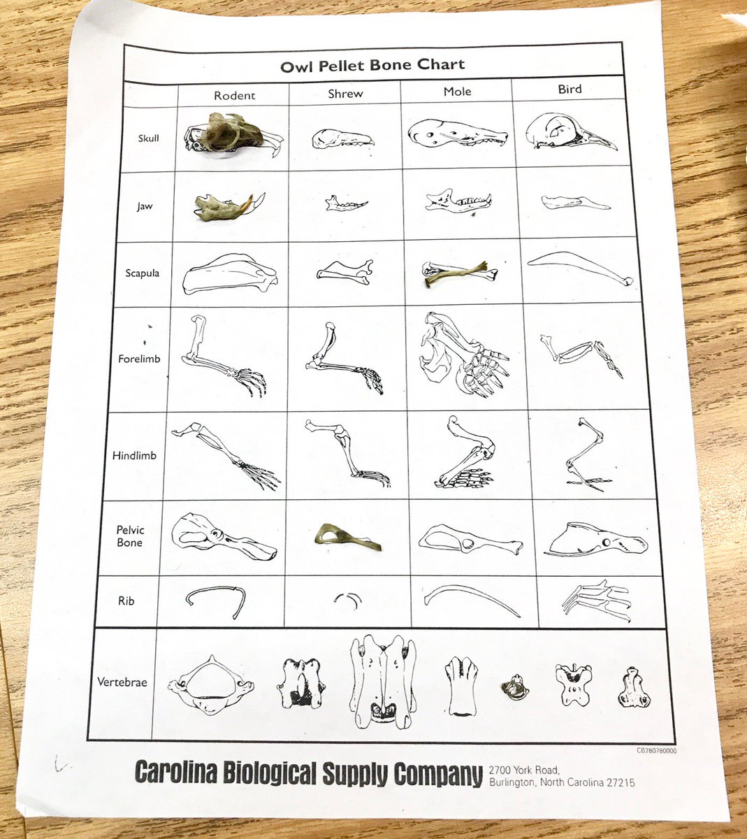 Owl Pellet Bone Chart